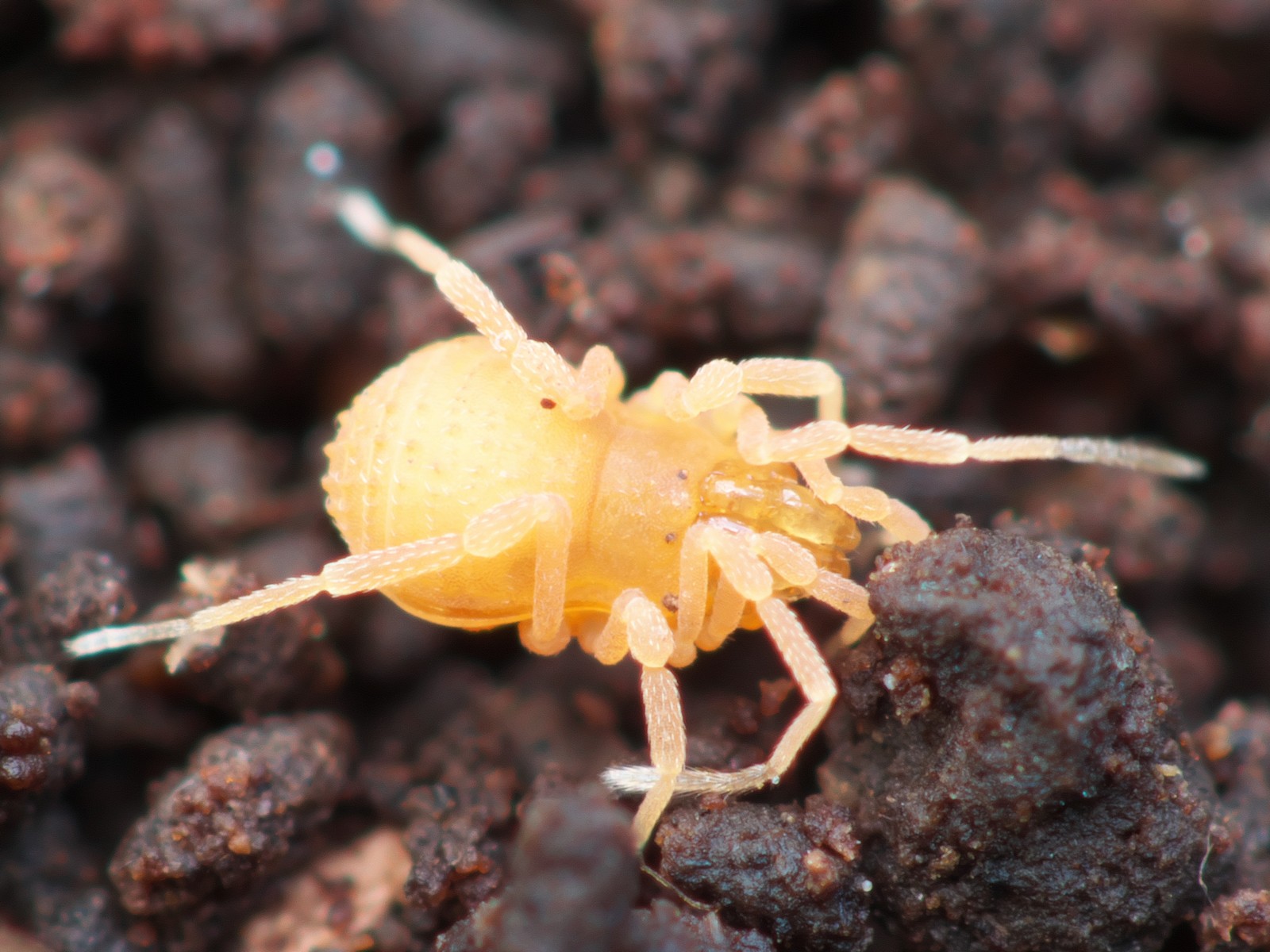 ご近所の小さな生き物たちフォト